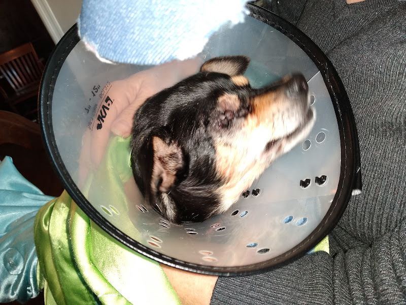 Animal Eye Care Clinic - Services in Athens, GA