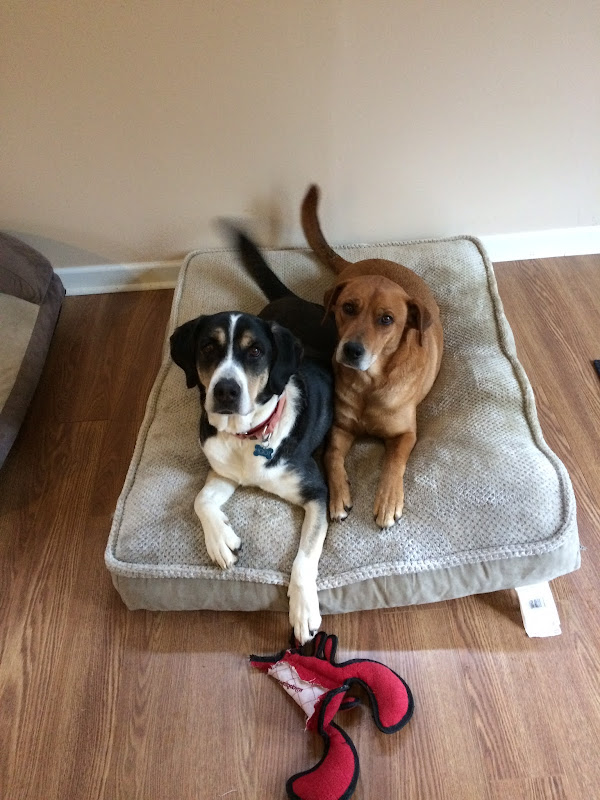 Animal Wellness Center of Athens - Services in Athens, GA