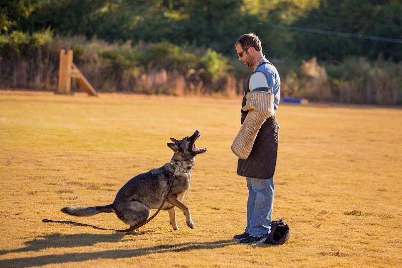 Ashley Hills Pet Center - Services in Athens, GA