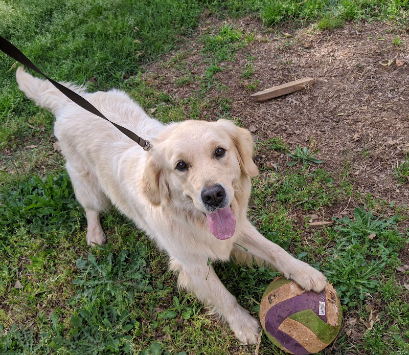 Athena Goldens - Services in Athens, GA