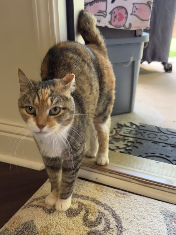 Athens Animal Hospital - Services in Athens, GA