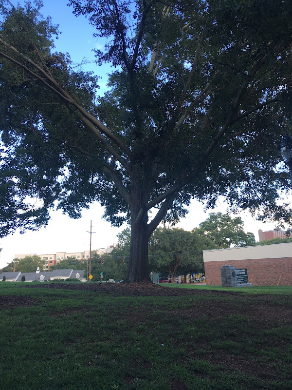 Athens Art Association - Things to Do in Athens, GA