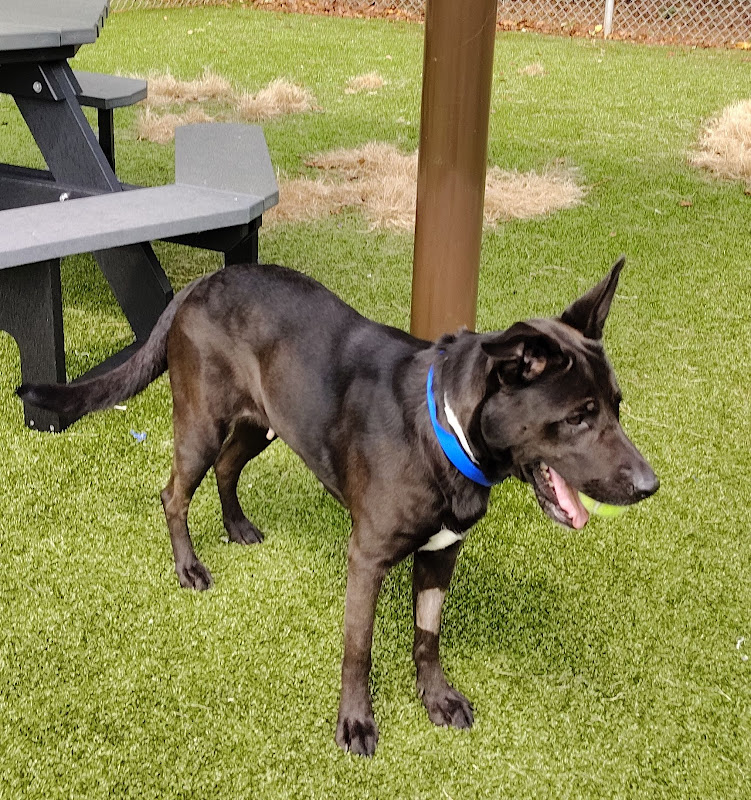 Athens-Clarke County Animal Services - Services in Athens, GA