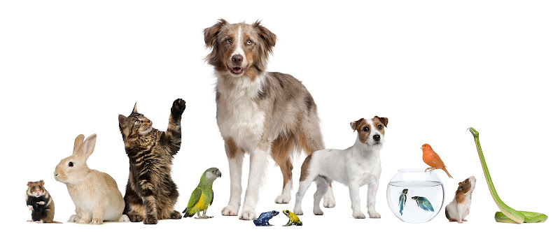 Athens Pet Cremation - Services in Athens, GA