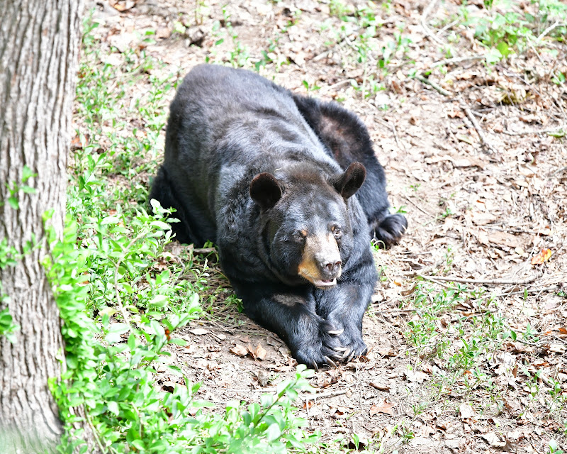 Bear Hollow Wildlife Trail - Things to Do in Athens, GA