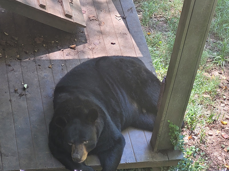 Bear Hollow Zoo - Things to Do in Athens, GA