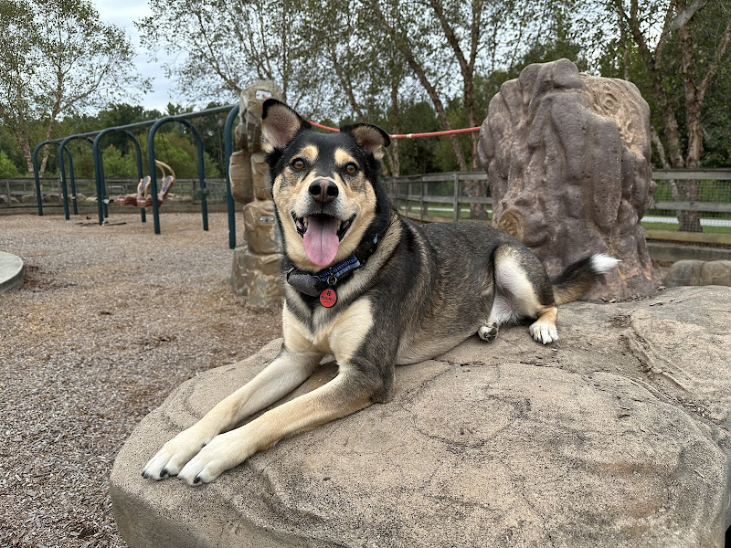 Canine Compound - Services in Athens, GA