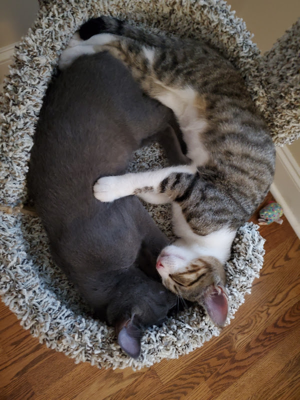Circle of Friends Animal Society, INC - Services in Athens, GA