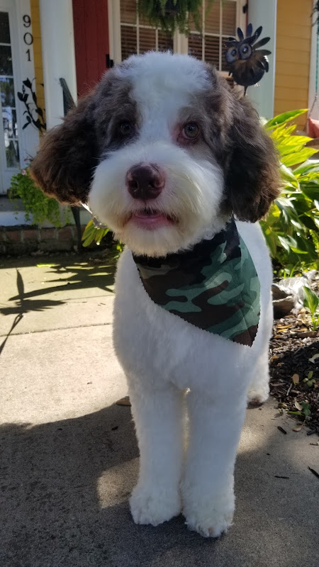 Classic City Labradoodles - Services in Athens, GA