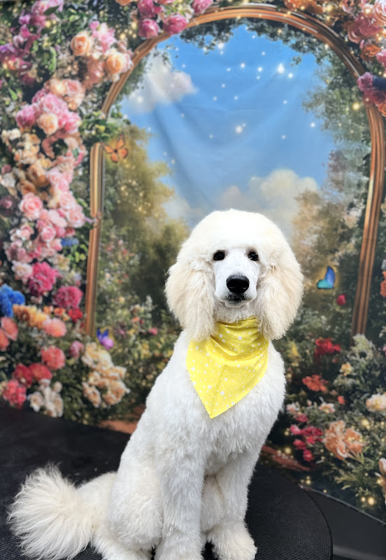 Dirty Dog Mobile Grooming LLC - Services in Athens, GA