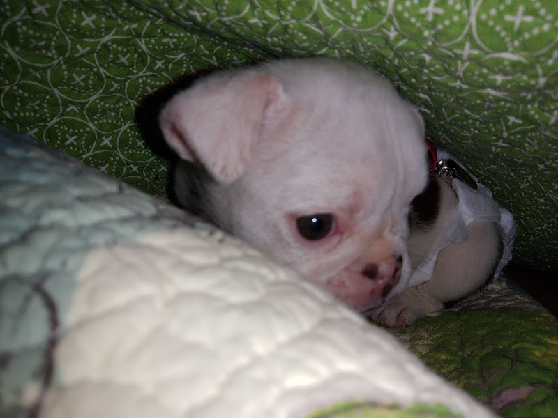 Dog Training Diva - Services in Athens, GA