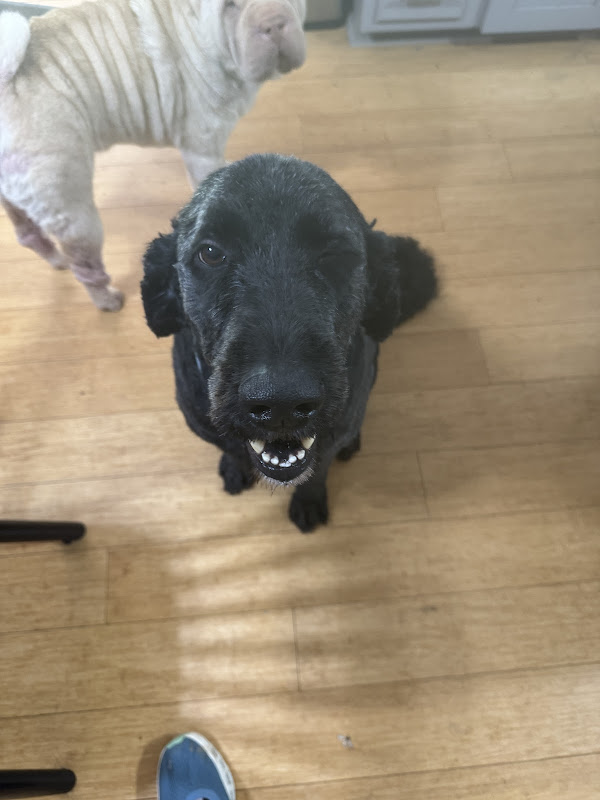 Dog Trot Grooming - Services in Athens, GA