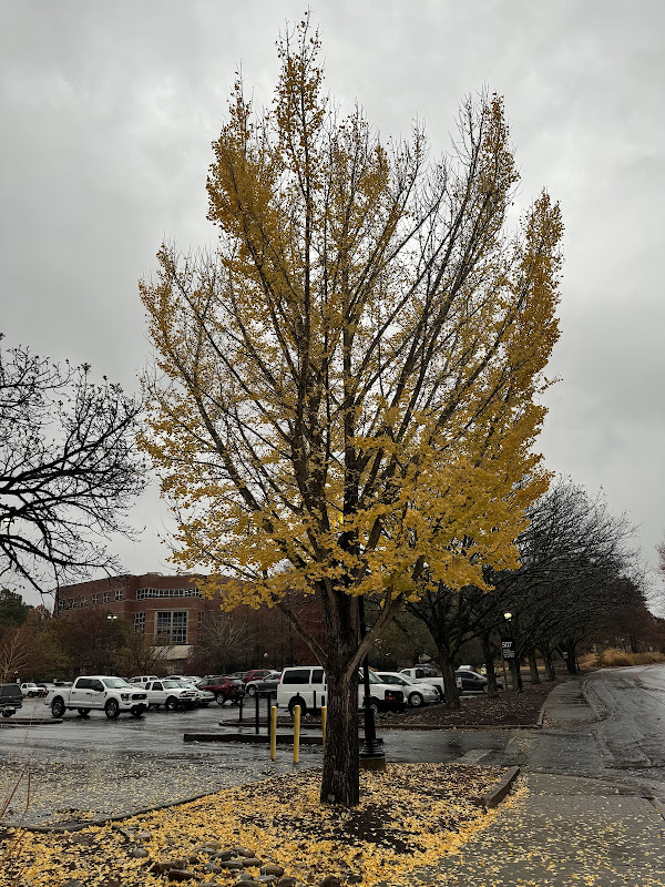 East Green Street Car Park - Transportation in Athens, GA