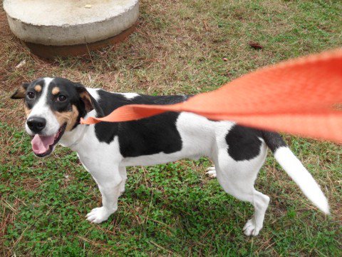 Five Points Four Paws Pet Sitting - Services in Athens, GA