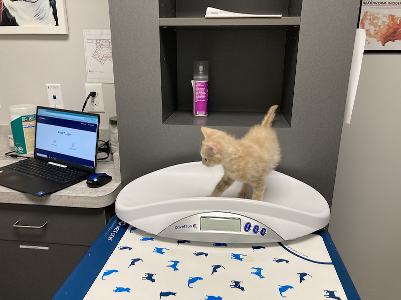 Gaines Shoal Animal Clinic - Services in Athens, GA