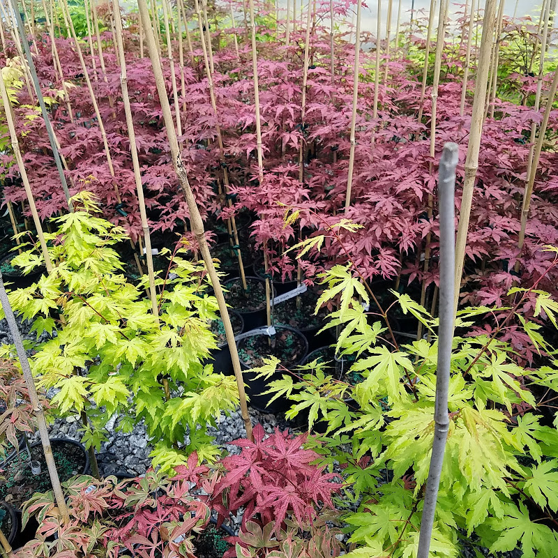 Garden Design Nursery - Stores in Athens, GA