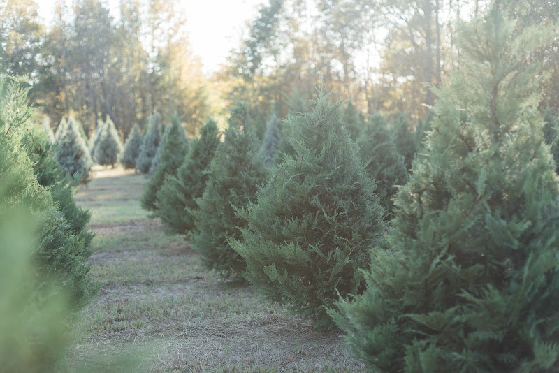 Greenbriar Creek Farm - Stores in Athens, GA