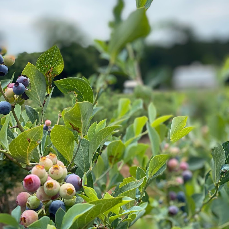 Hadden Estate at DGD Farms - Things to Do in Athens, GA