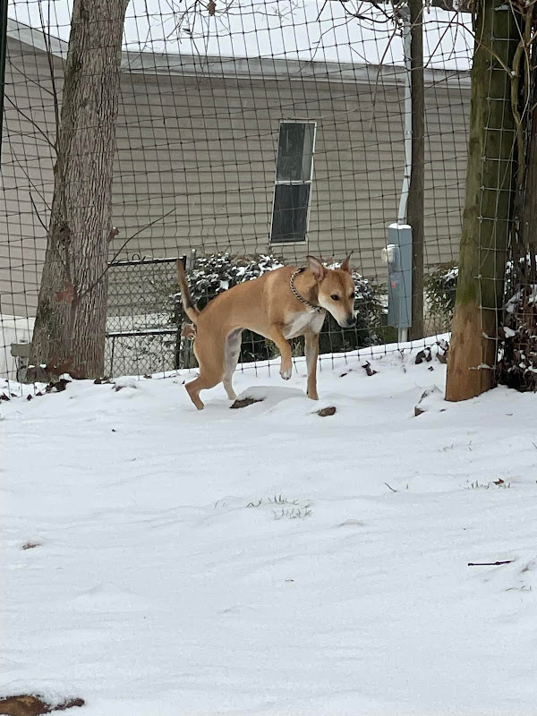 Happy Tails Playhouse - Services in Athens, GA