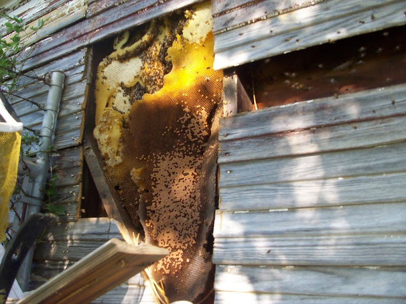 HomeSafe Honey Bee and Wildlife Removal Service - Services in Athens, GA
