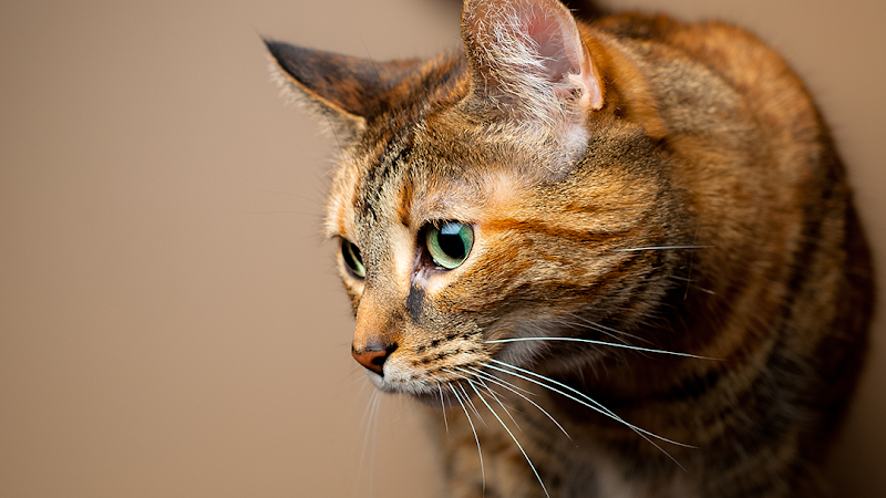 Hope Animal Medical Center - Services in Athens, GA