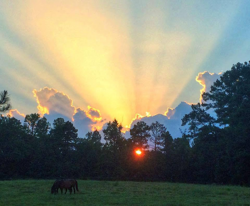 Inyazura Farms - Services in Athens, GA