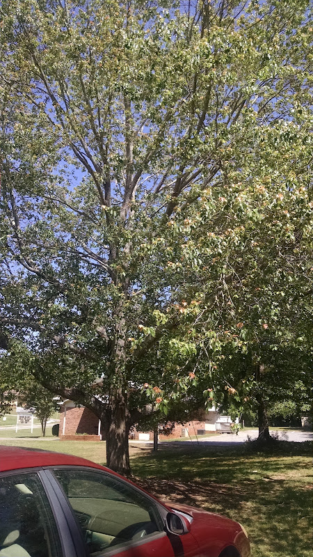Kingdom Hall of Jehovah's Witnesses - Churches in Athens, GA