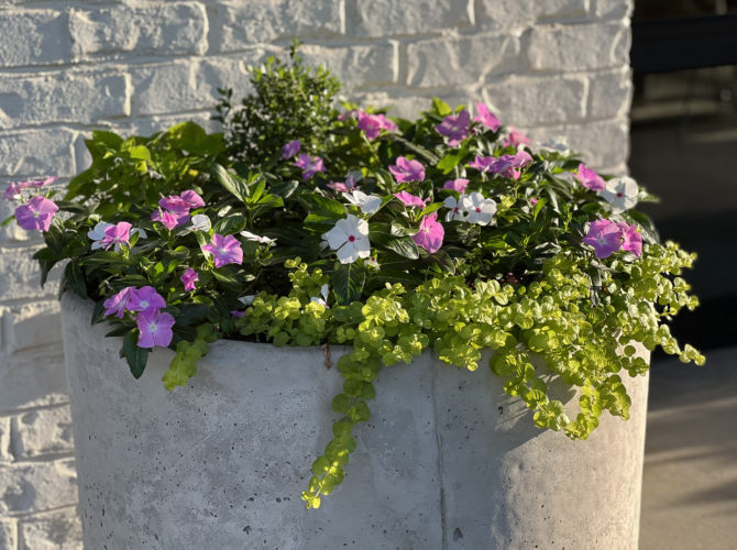 Landscape - Services in Athens, GA