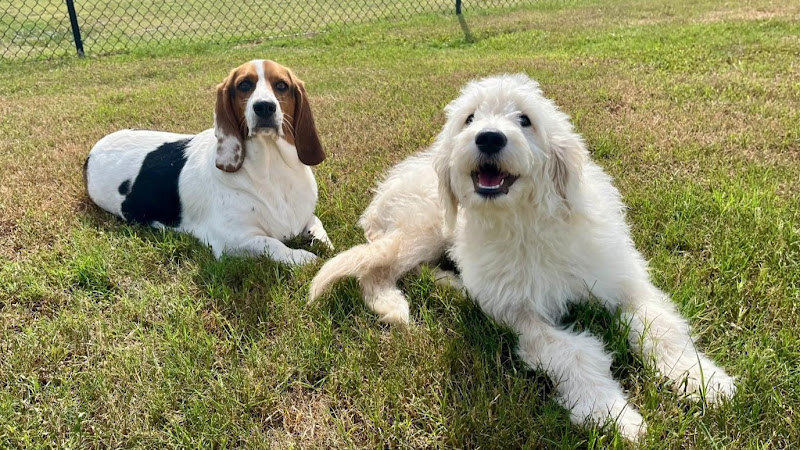 Lara's Doggie Daycare LLC - Services in Athens, GA