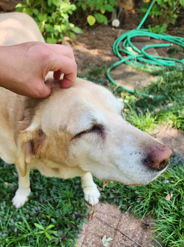 Monroe Pet Pro - Services in Athens, GA