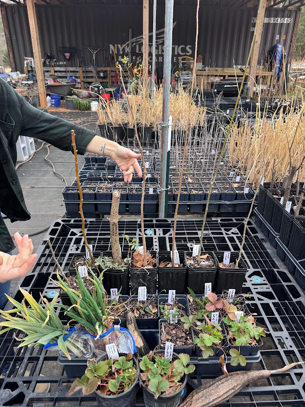New Earth Nursery - Stores in Athens, GA