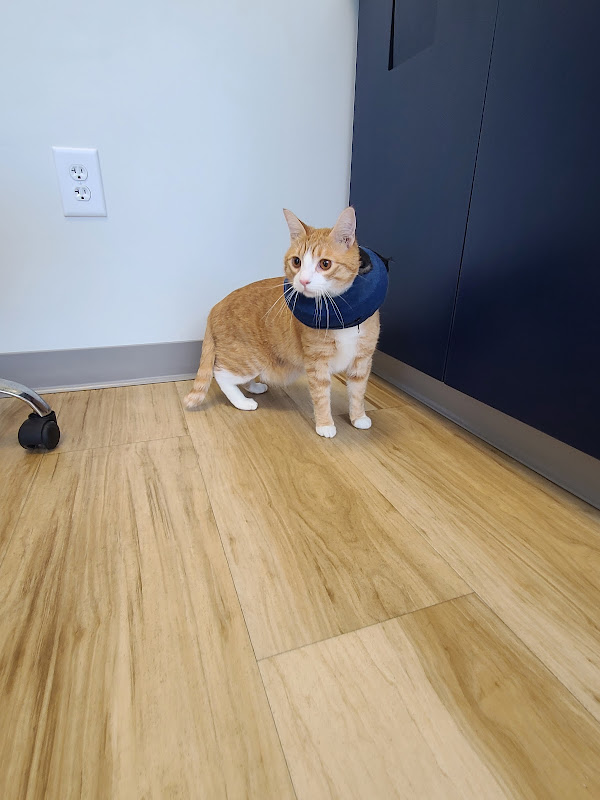 Oak Grove Animal Clinic - Services in Athens, GA