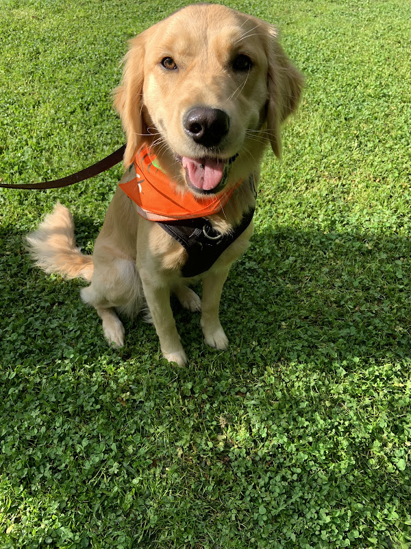 Off Leash K9 Training, Athens - Services in Athens, GA