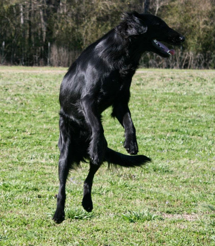 Pacesetter Training Kennel - Services in Athens, GA