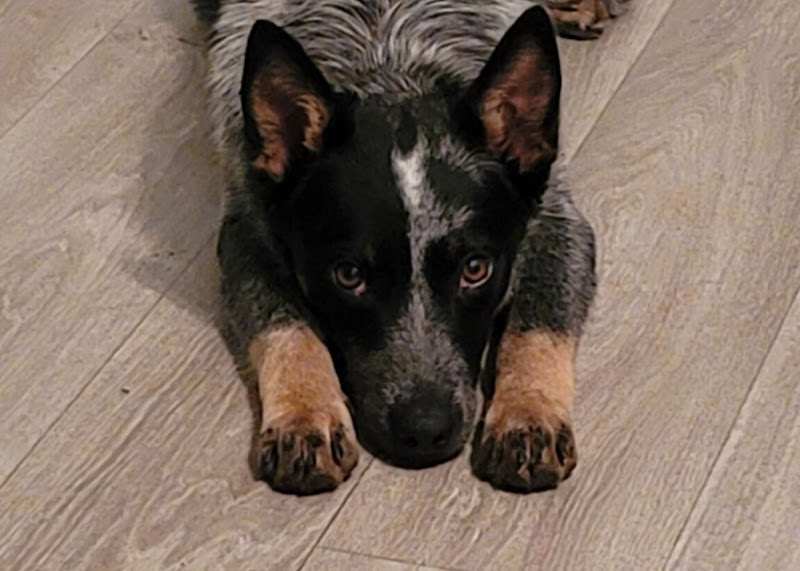 Pawplites - Services in Athens, GA