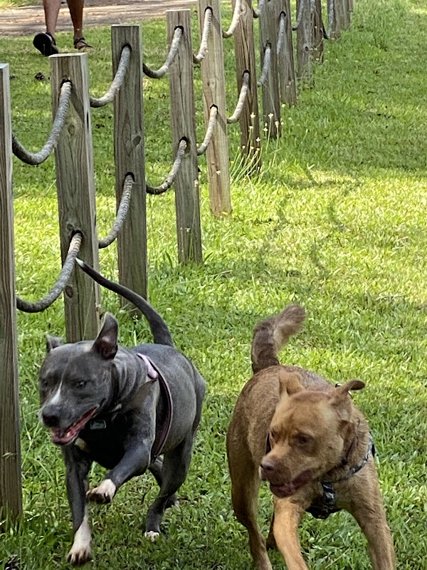 Peppy Paws Pet Care - Services in Athens, GA