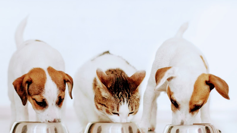 Pet's Choice Sitters - Services in Athens, GA