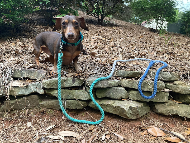 RK K9s - Services in Athens, GA
