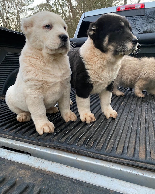 S.Rooks Kennels - Services in Athens, GA