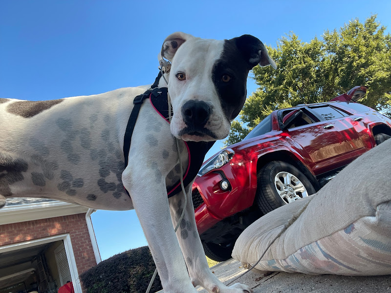Simon Veterinary - Services in Athens, GA
