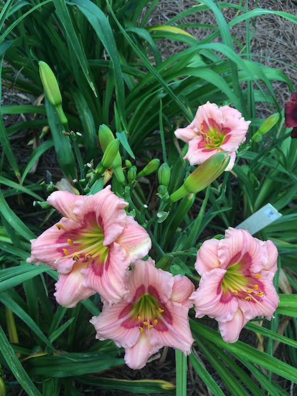 Simonton Bridge Daylily Farm - Stores in Athens, GA