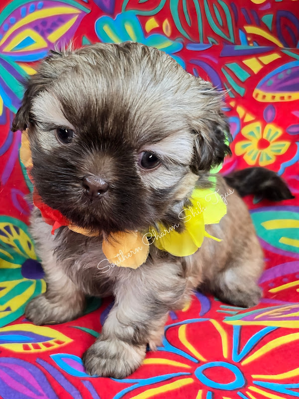 Southern Charm Shih Tzus - Services in Athens, GA