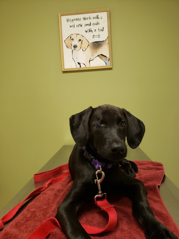 Sycamore Veterinary Services - Services in Athens, GA