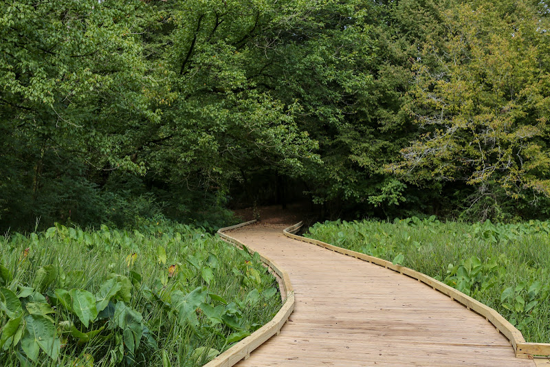 The State Botanical Garden of Georgia - Things to Do in Athens, GA