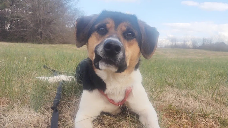 Thriller Bark Pet Services - Services in Athens, GA