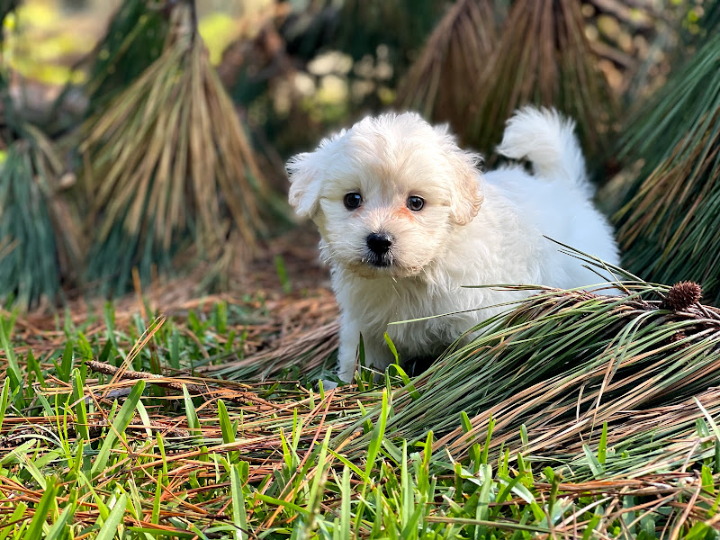 Tiny Tales kennel - Services in Athens, GA