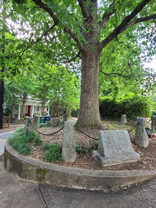 Tree That Owns Itself - Things to Do in Athens, GA