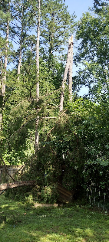 Treeman - Services in Athens, GA