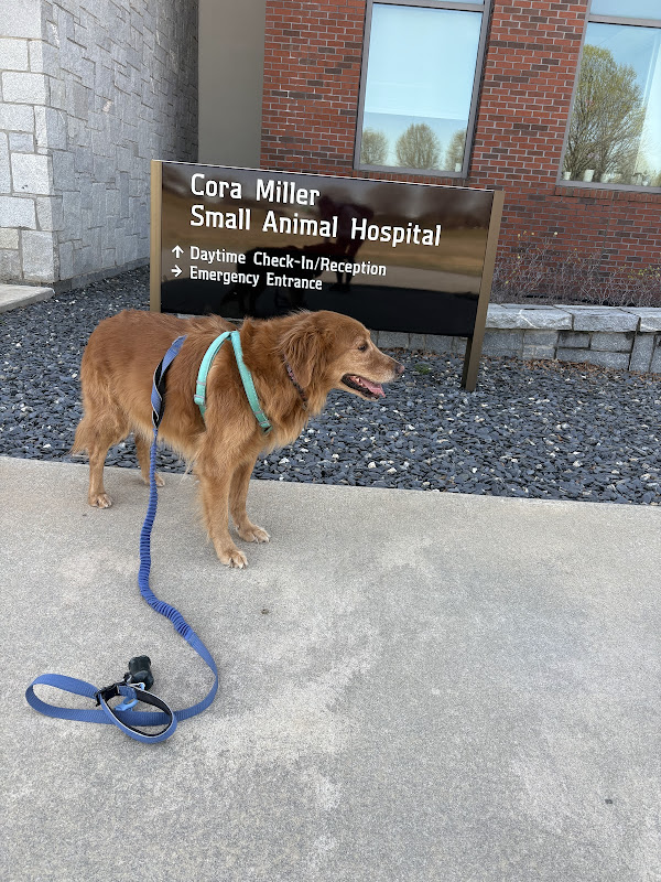 UGA Veterinary Teaching Hospital - Services in Athens, GA