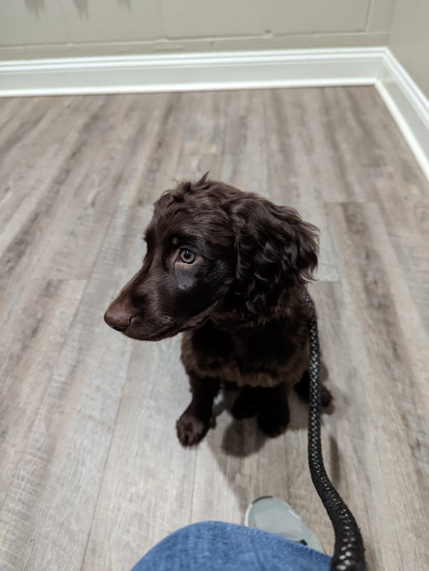 Vet At Blueridge - Services in Athens, GA
